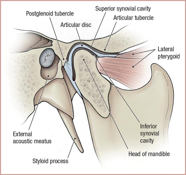 thumbs/Temporomandibular Joint.jpeg.jpg